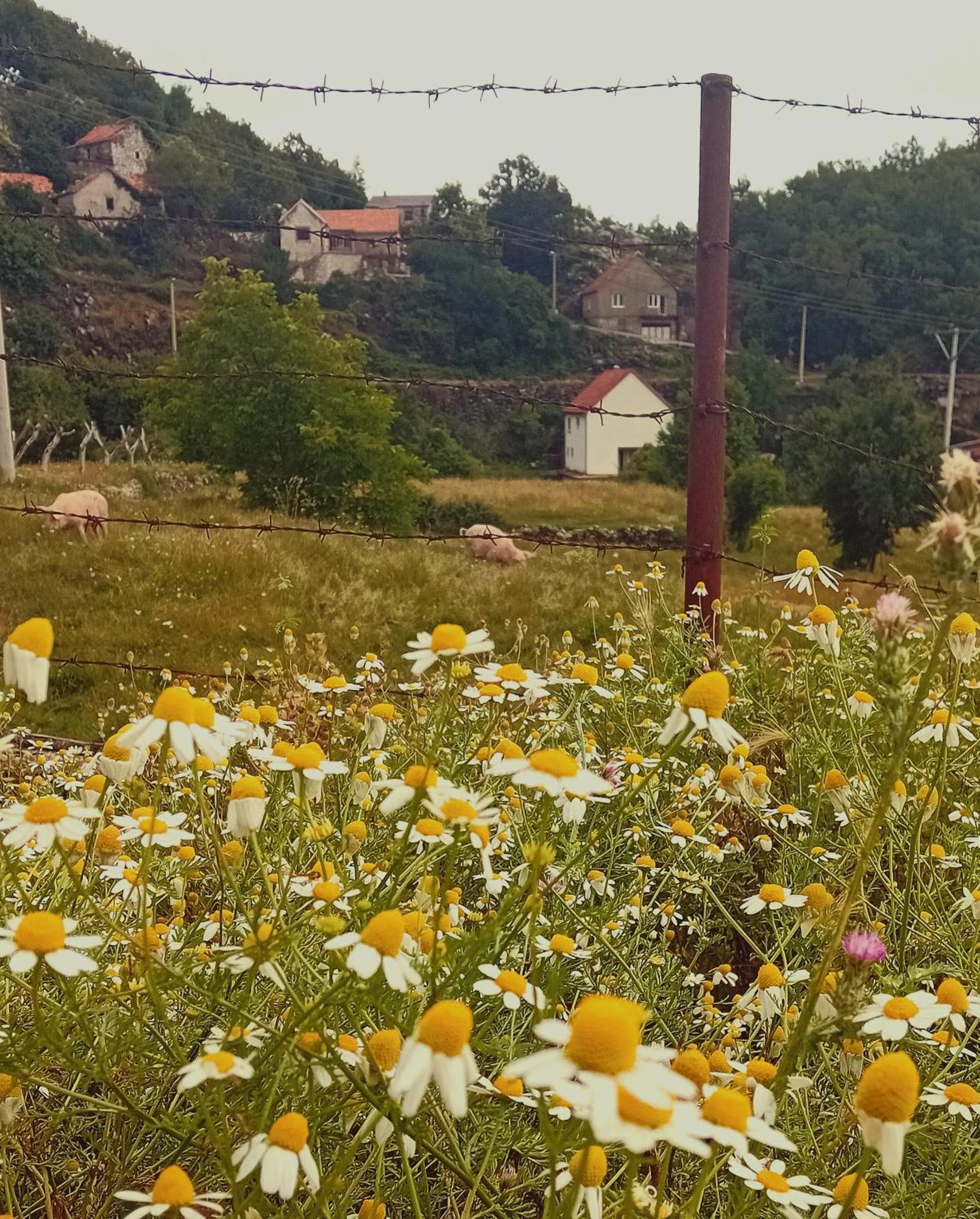 Konak Ugnji-Village Цетине Екстериор снимка